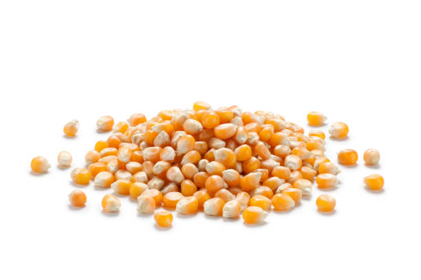 istock Pile of  dry corn seeds 1448633364