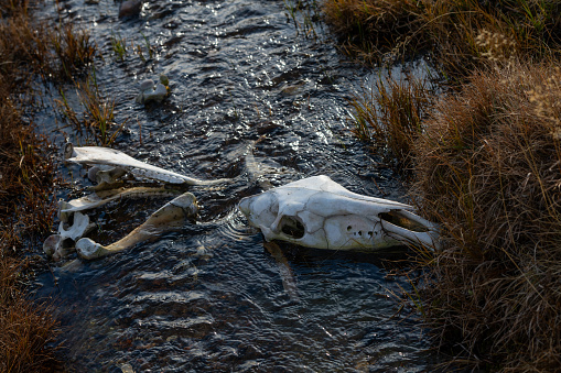 The remains of a horse killed by wolves in a steppe stream