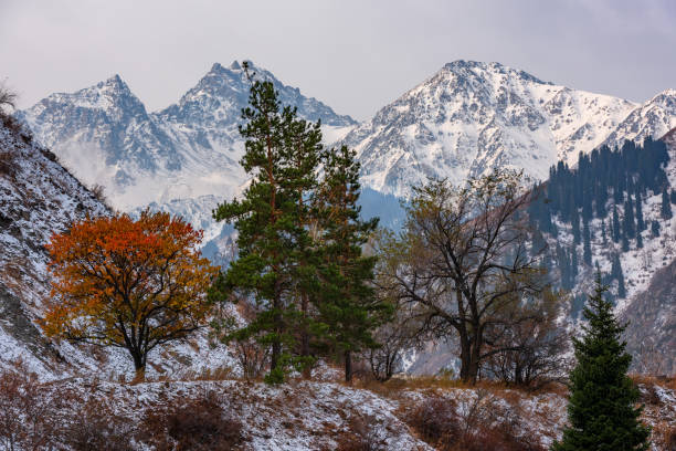 Foggy autumn forest in winter season in Rize, Turkey