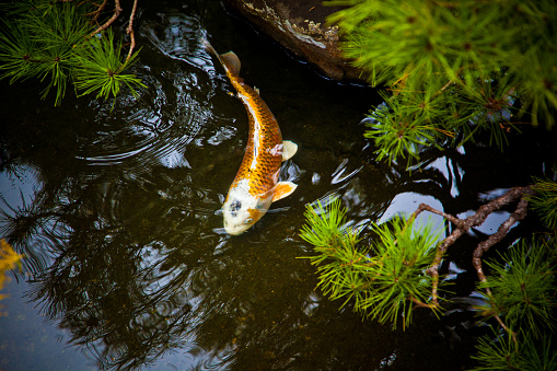 Koi carp fish swing in a pond.