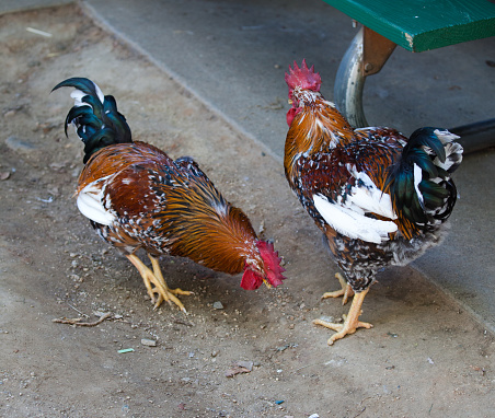 Rooster and Hen free range