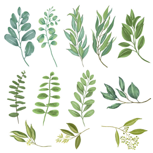 istock Watercolor tropical green plants isolated on white background. elements for design. 1448644139