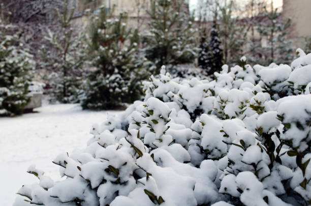 istock Fluffy white snow. Winter in the city. 1448644200