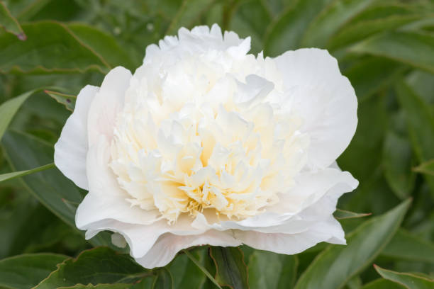 istock Single white peony flower and green leaves 1448651583