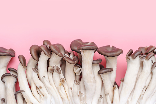 Oyster mushrooms close up on pink background top view.