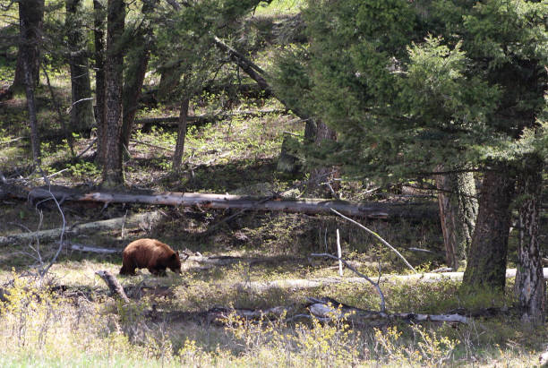 istock Bear in Yellowstone National park 1448652629