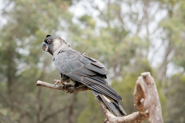 istock the white tailed black cockatoo is perched on a branch 1448653284