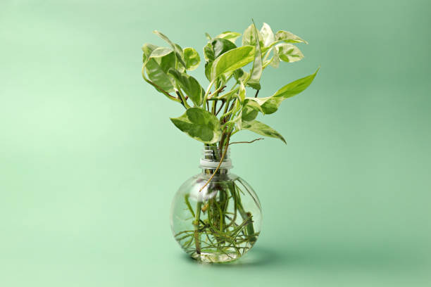 Tropical 'Epipremnum Aureum N'Joy' pothos houseplant with variegated leaves in water pot. stock photo