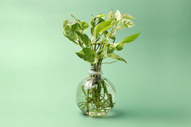 Water Money Plant water-money-plant