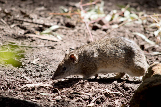 bandicoot는 작은 회색과 갈색 marsupial입니다. - potoroo 뉴스 사진 이미지