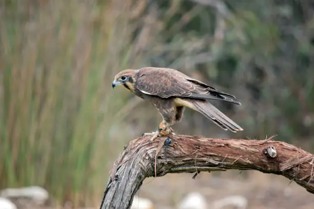 Photo of the brown falcon is mainly brown with some white feathers