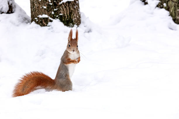 red squirrel standing in snow in winter snow-covered park