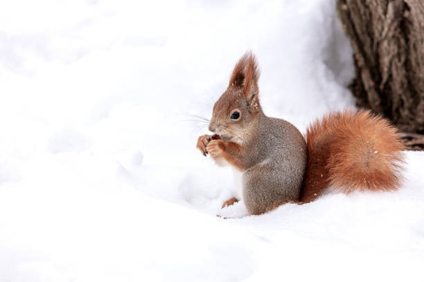 istock funny squirrel with nut sits on white snow in winter forest 1448655795