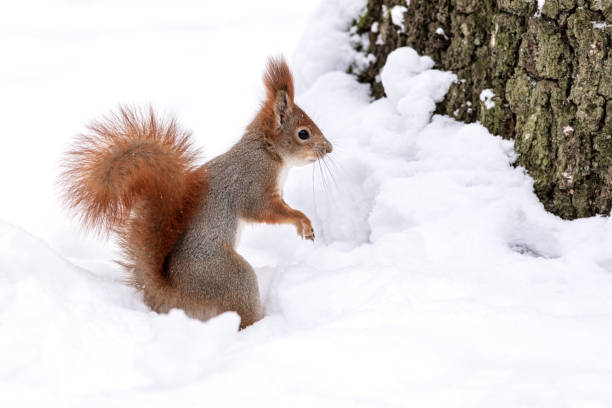 istock curious squirrel stands in a snowdrift. cold winter day in snowy forest. 1448655862