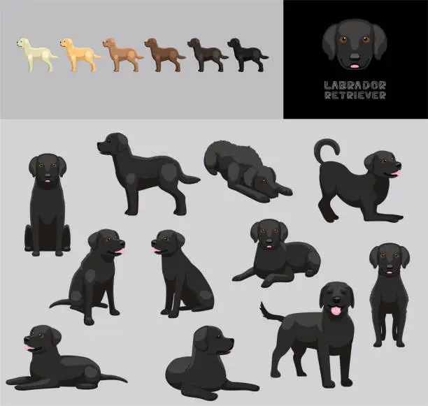 Vector illustration of Dog Labrador Retriever Black Coat Cartoon Vector Illustration Color Variation Set