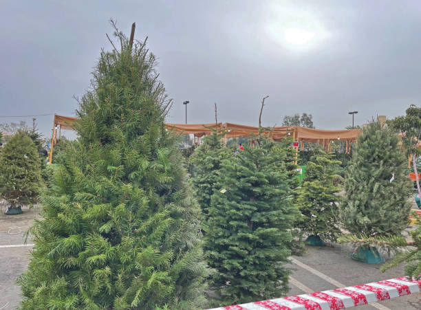 istock Christmas Trees on a Lot 1448656895