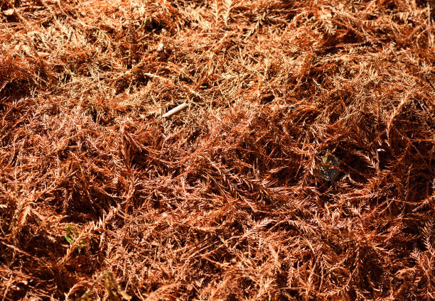 High angle view of ground covered with many fallen dry leaves.