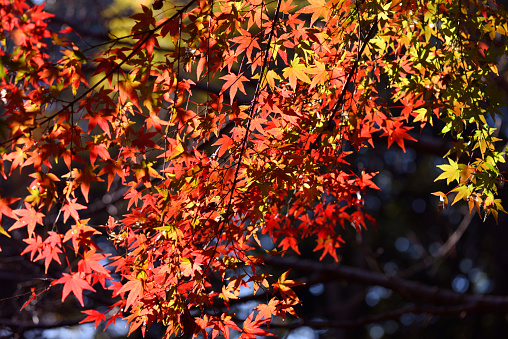 Yellow autumn leaves of Field Maple (Acer campestre)