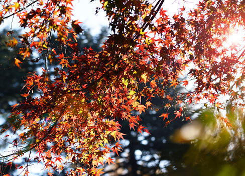 Leaves at Alfred Nicholas Memorial Gardens on a warm sunny autumn day in the Dandenongs regoion of Sassafras, Victoria, Australia