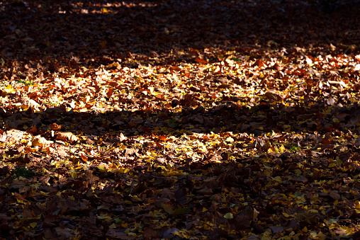 High angle view of ground covered with many fallen dry leaves.