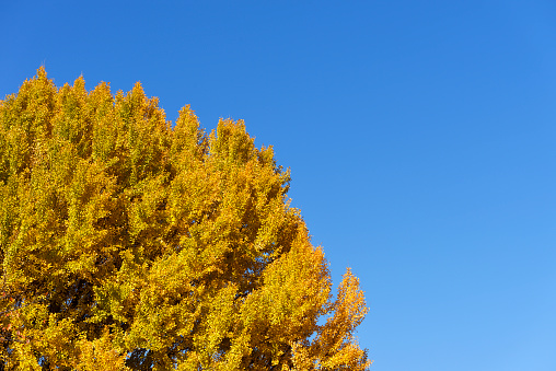 Close-up of yellow Ginkgo tree in Autumn with copy space.