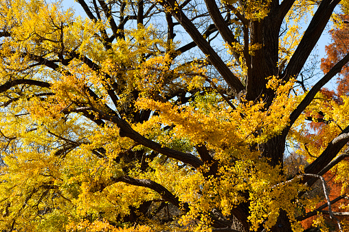 Close-up of Ginkgo tree in Autumn.