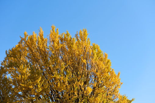 Close-up of Ginkgo tree in Autumn with copy space.