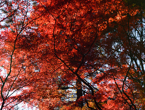 View of colorful foliage in autumn season in dark forest.