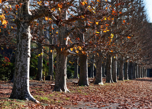 Row of Platanus acerifolia tree in Autumun.
