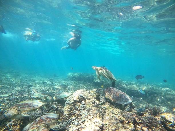 istock Sea Turtles in Oman 1448659715