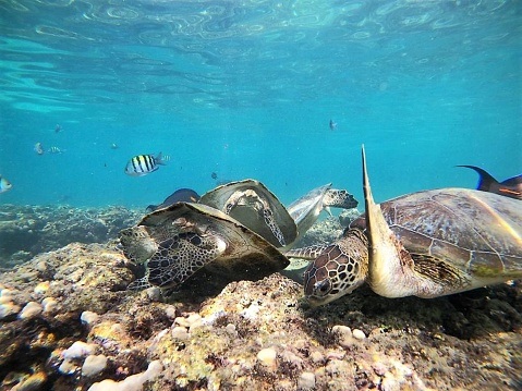 Sea Turtles under water in Al Dimaniyat Islands in Sultanate of Oman