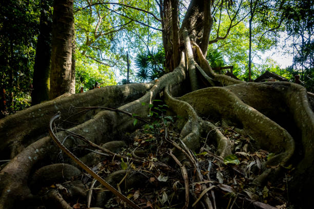 istock Chanod or Chanot Tree at Wat Kham Chanod 1448661741