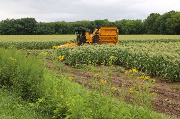 Combine in corn field stock photo
