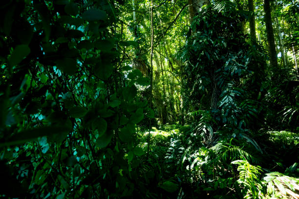 istock Chanod or Chanot Tree at Wat Kham Chanod 1448668073