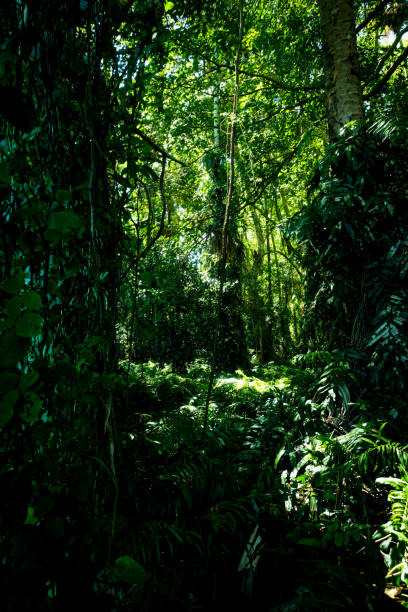 istock Chanod or Chanot Tree at Wat Kham Chanod 1448668735