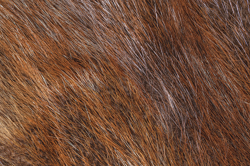 Abstract rough long fur or hair animal fur  brown gradient surface texture background.