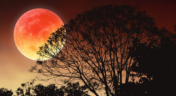 Big moon or Blood moon image with silhouette trees on summer bright twilight sky for natural graphic presentation background.Image of moon furnished by NASA.