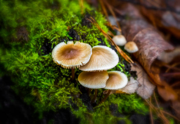 Mushroom under fallen leaves in the autumn forest close-up.