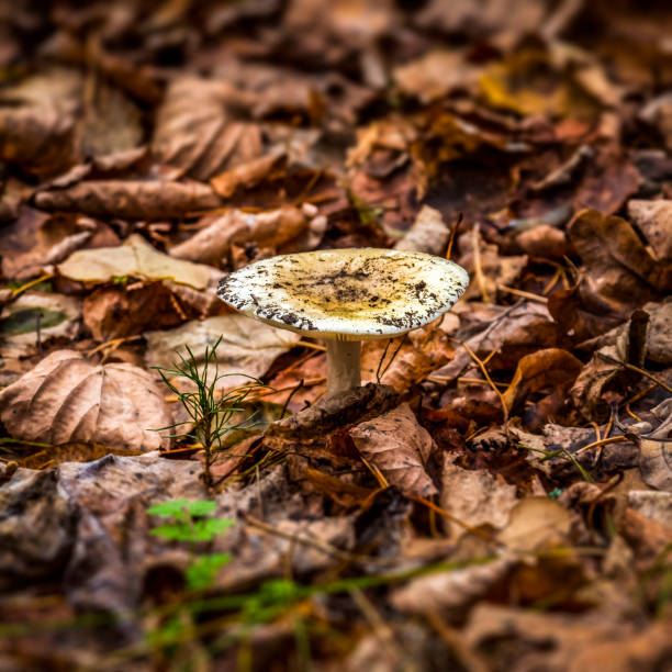 istock Mushroom in the autumn forest 1448680599