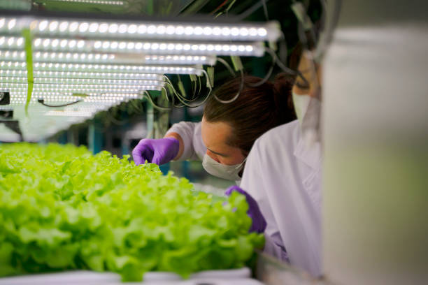 istock Employee are working at hydroponic farm. 1448681775