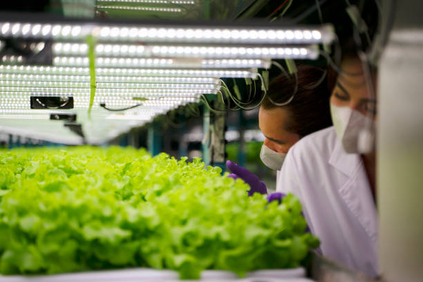 сотрудники работают на гидропонной ферме. - hydroponics laboratory agriculture vegetable стоковые фото и изображения