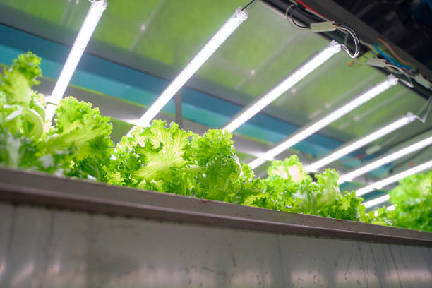 istock Employee are working at hydroponic farm. 1448681807