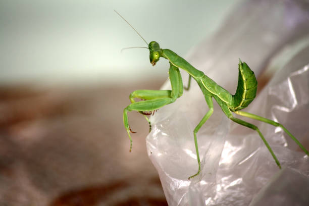 istock Green Praying mantis (Order Mantodea) waiting for prey to come by : (pix SShukla) 1448682759