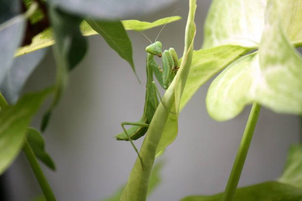 istock Green Praying mantis (Order Mantodea) waiting for prey to come by : (pix SShukla) 1448682761