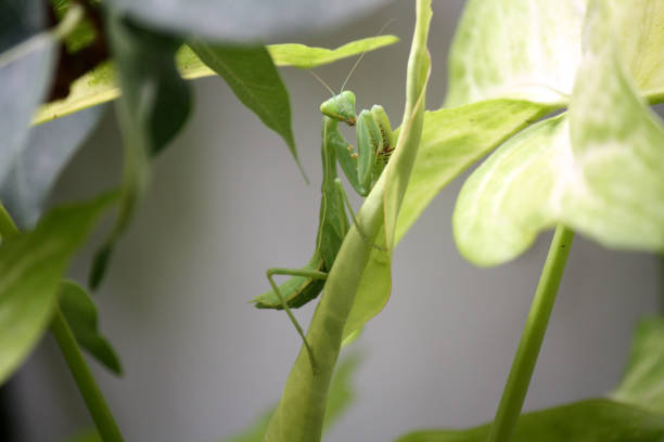 green praying mantis (order mantodea) waiting for prey to come by : (pix sshukla) - classical greek audio imagens e fotografias de stock