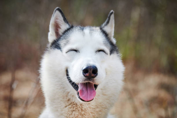 perro husky siberiano con ojos estrechos, divertido perro husky sonriente con ojos risueños, lindas emociones de perrito - mockery fotografías e imágenes de stock
