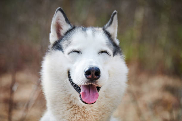 siberian husky dog with narrow eyes, funny smiling husky dog with laughing eyes, cute doggy emotions - eyes narrowed imagens e fotografias de stock