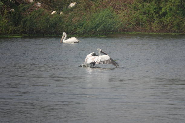 istock Pelican about to fly 1448684286