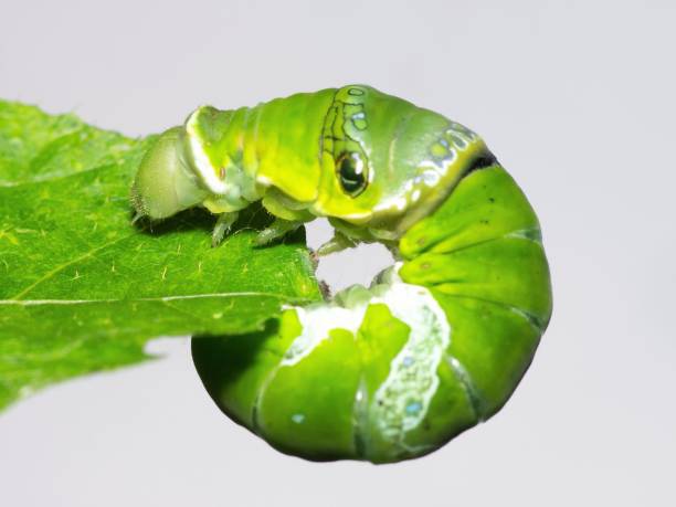 istock Common Mormon Caterpillar climbing leaf in circle - animal behavior. 1448685469