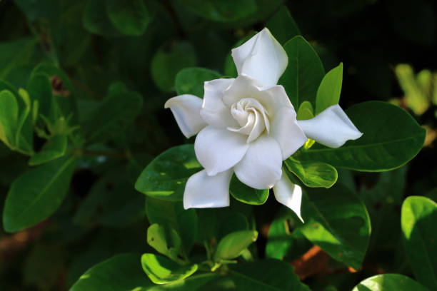 istock white bloom gardenia jasminoides with leaves. 1448686526